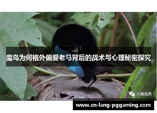 魔鸟为何格外偏爱老马背后的战术与心理秘密探究 魔鸟为何格外偏爱老马背后的战术与心理秘密探究